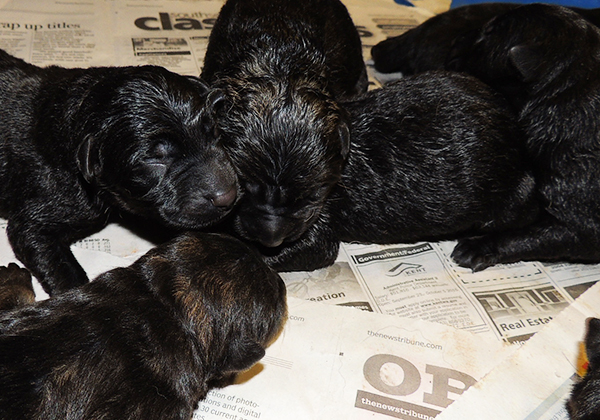 Hetja Gero D Litter Newborns 3