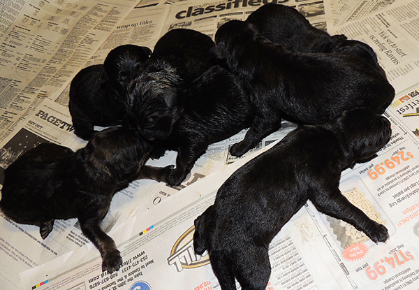 Hetja Gero D Litter Newborns 1