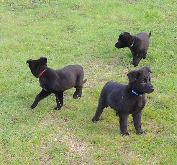 Hetja Gero pups 8 wks