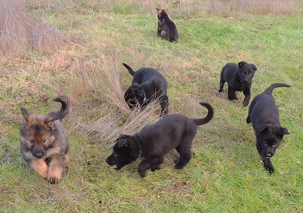 Hetja Gero pups 8 wks 3