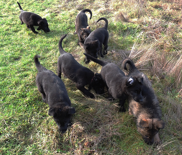 Hetja Gero pups 8 wks 4