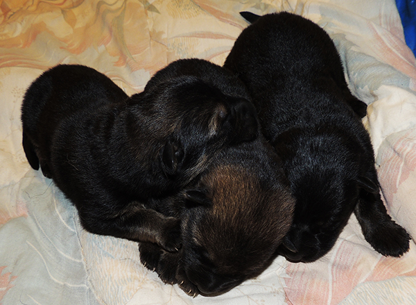 Hetja Gerry M Litter girls 4 days 1