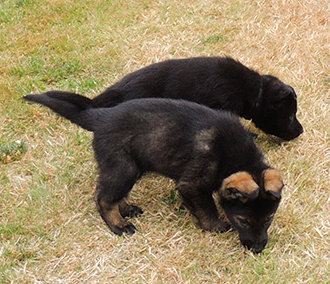 Hetja Gerry M Litter royal blue sable and blk collar blk male