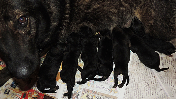 Hetja Gerry M Litter Newborns 1