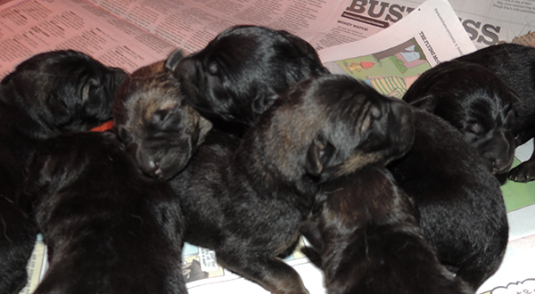 Hetja Gerry M Litter Newborns