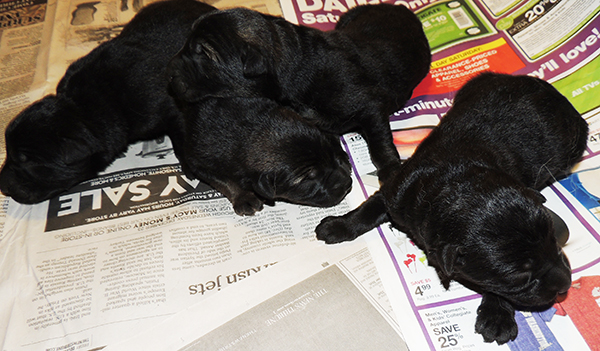 Hetja Gerry M Litter Males 1 day 1