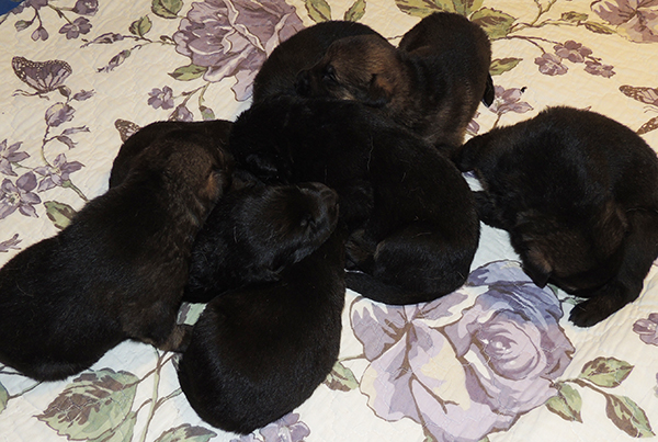 Hetja Gerry M Litter 14 days 1