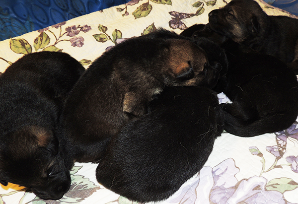 Hetja Gerry M Litter 14 days 2