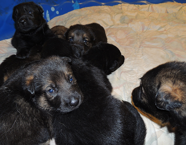 Hetja Gerry M Litter 19 days 1