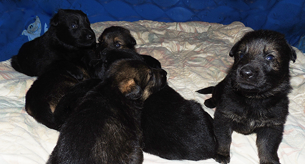 Hetja Gerry M Litter 19 days 2