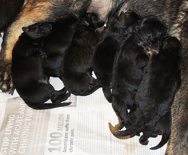 Hetja Gerry M Litter 2 days old 2