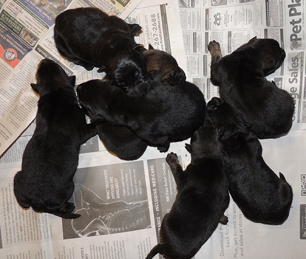 Hetja Gerry M Litter 2 days old1