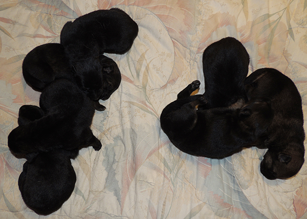 Hetja Gerry M Litter 4 days 1