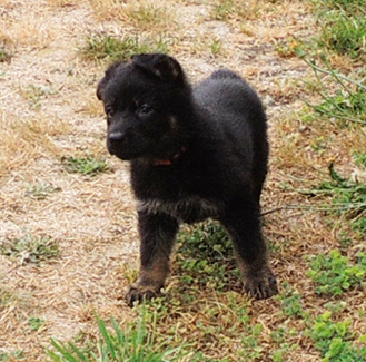 Hetja Gerry M Litter Bicolor female