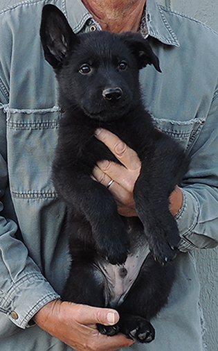 Hetja Gerry M Litter black male black collar