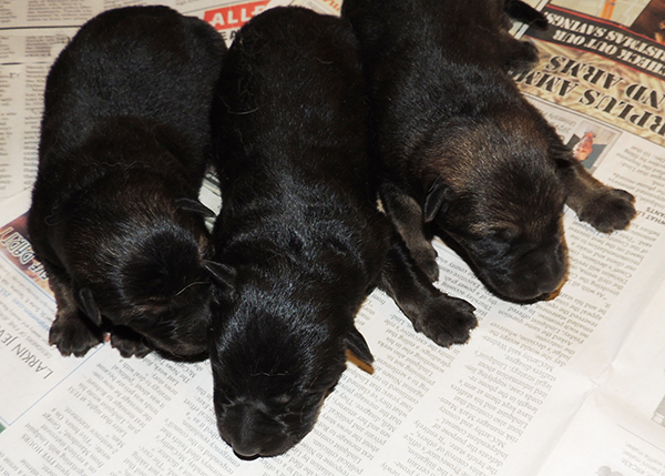 Hetja Gerry M Litter females 1 day 1