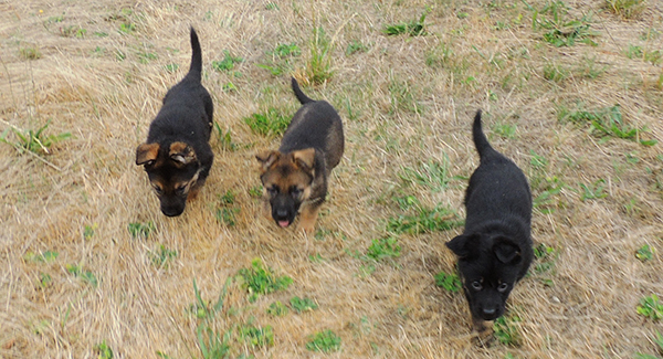 Hetja Gerry M LItter females 5.5 wks