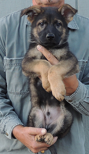 Hetja Gerry M Litter Green collar Sable Male