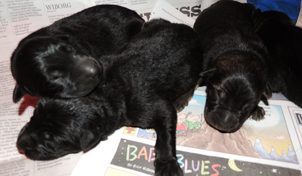 Hetja Gerry M Litter Newborn Males 2