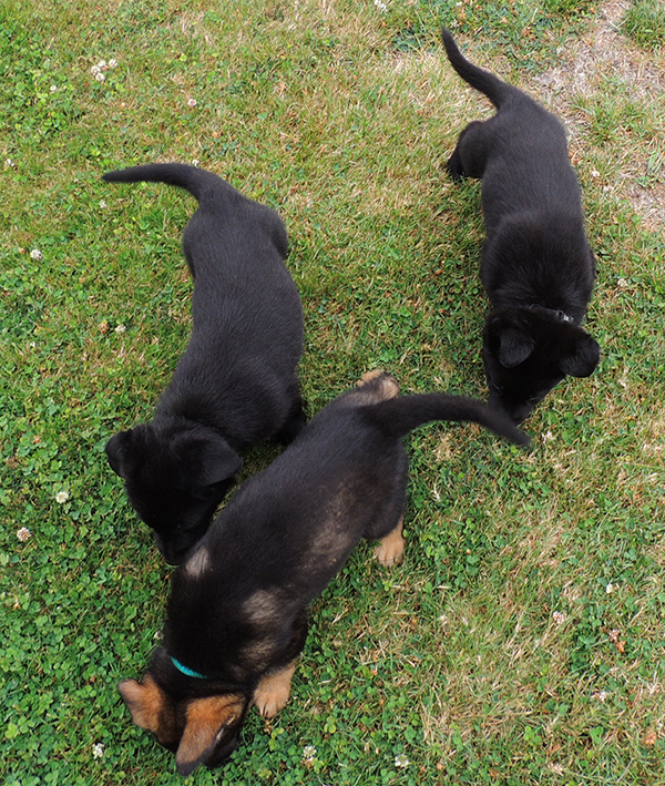 Hetja Gerry M Litter turq collar sable and blk males