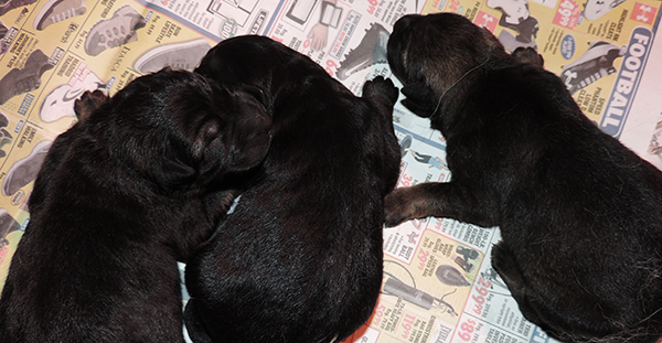 Hetja Gerry  M Litter females 1