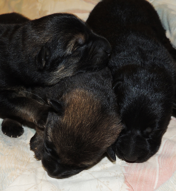 Hetja Gerry M Litter girls 4 days 2