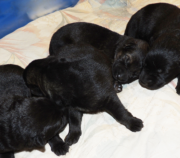 Hetja Gerry M Litter males 4 days 2