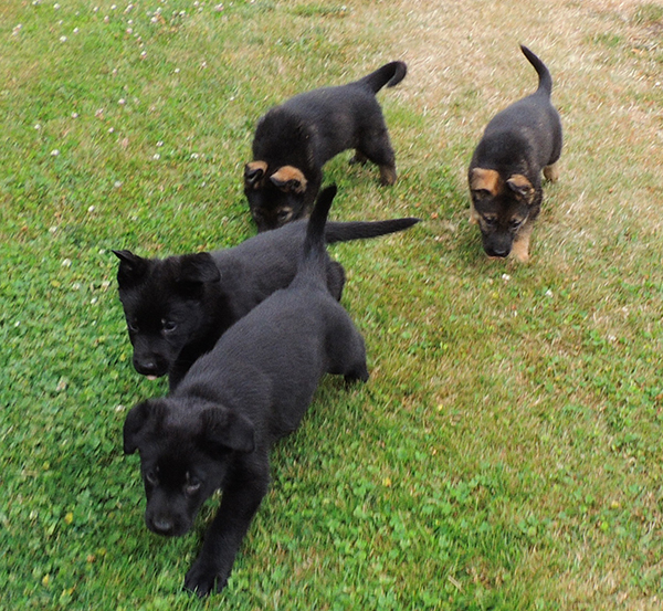 Hetja Gerry M Litter males 5.5 wks 2