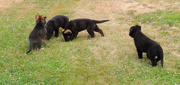 Hetja Gerry M Litter males 5.5 wks 3