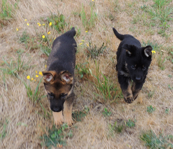 Hetja Gerry M Litter orange and pink collar females