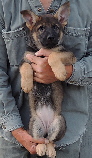 Hetja Gerry M Litter Orange collar sable female