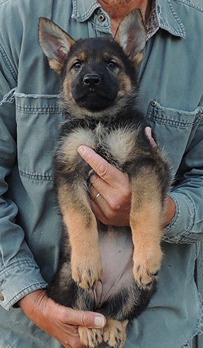 Hetja Gerry M Litter pink collar sable female