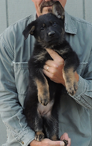 Hetja Gerry M Litter Red collar bicolor female