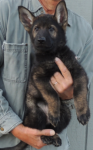 Hetja Gerry M Litter Royal Blue collar sable male