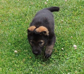 Hetja Gerry M Litter royal blue sable male