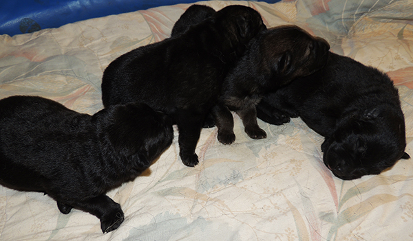 Hetja Gerry M Litter Boys 4 days 1