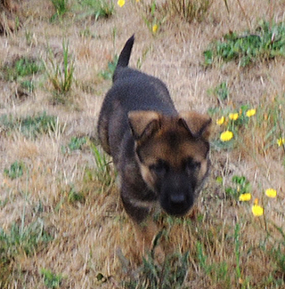 Hetja Gerry M Litter Orange collar sable female