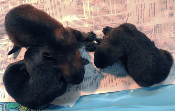 Hetja Lux Q Litter Males 11 days old