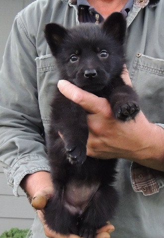 Hetja Lux 7 wks Blk Female Orange Collar