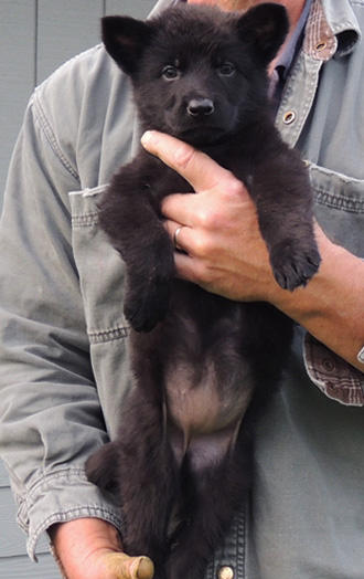 Hetja Lux 7 wks Blk Female red collar