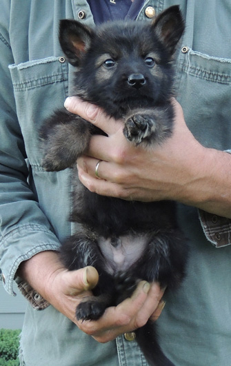 Hetja Lux 7 wks Blk Sable male Dk Green collar