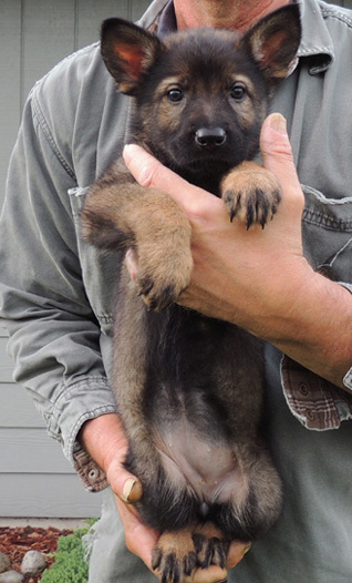 Hetja Lux 7 wks Blk Sable Fe Red Collar