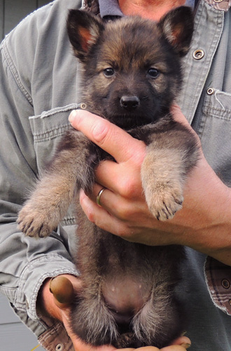 Hetj Lux 7 wks Blk Sable Fe Orange Collar little girl