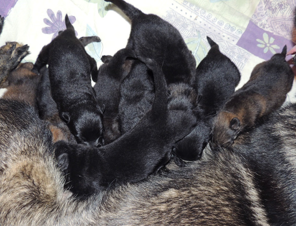 Hetja Lux Q Litter 2 wks