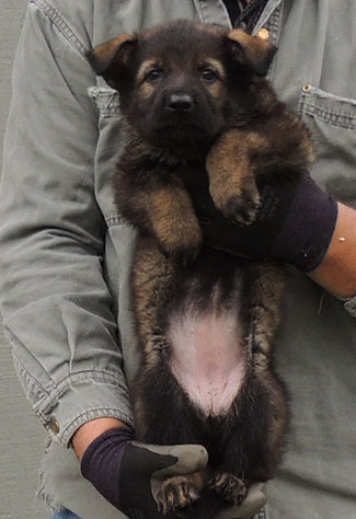 Hetja Sergeant K Litter Blk Sable Female 6 wks