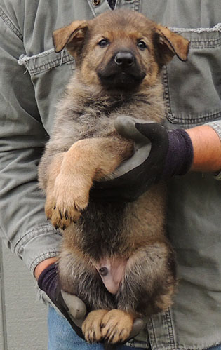 Hetja Sergeant K Litter Dk Sable Male 6 wks