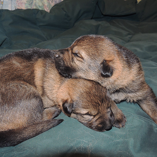 Hetja Sergeant K LItter 10 days female male