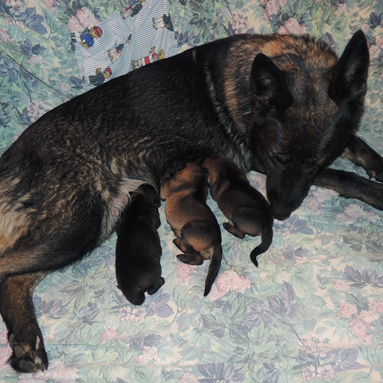 Hetja Sergeant K Litter 2 days1