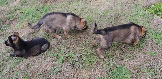 Hetja Sergeant K Litter 6 wks 3