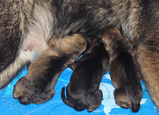 Hetja Sergeant K Litter Newborns2